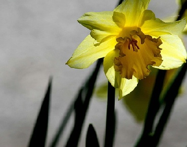 small daffodil