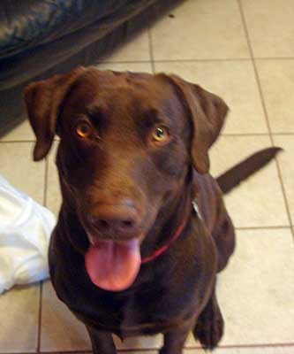 Maverik the Mighty Dog