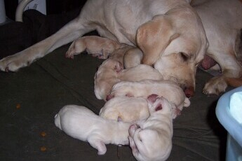 Ivory and puppies resting.  Shamrock is the one farthest away.