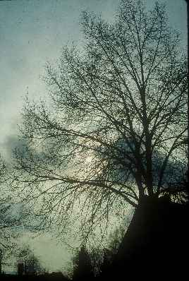 Tree silhouette