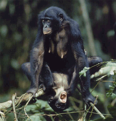 Photograph of two Bonobo Apes