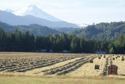 Mt. Baker taken during haying