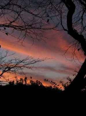 Tree in evening silhouette