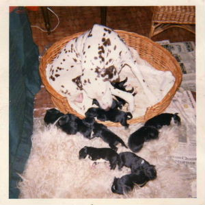 Emma had 13 cross labrador/dalmation pups. 