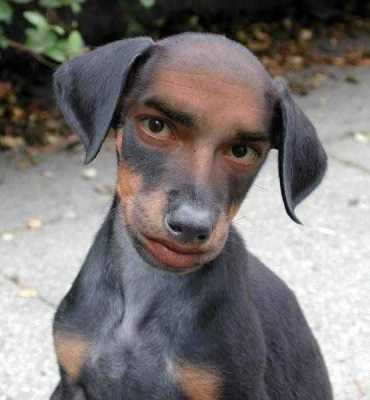 free puppy