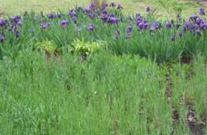 My field is bordered by Irises.