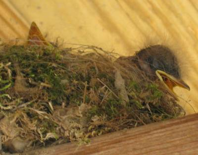 Our porch is a favorite nesting place for our feathered friends