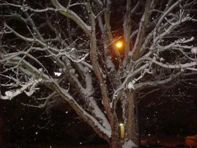 snowy tree in Dec 08