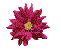 flower from Nada