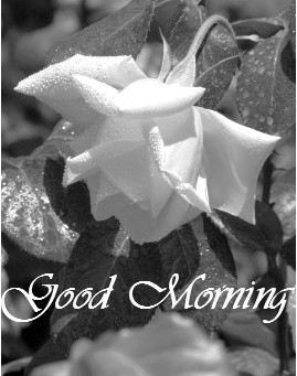 Good Morning