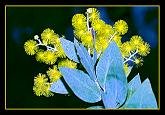 A spring of wattle