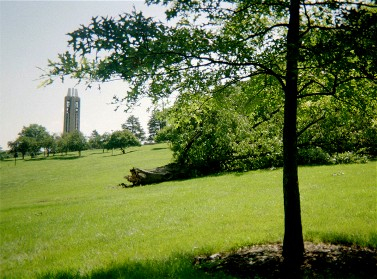 Oak after a storm, 2004