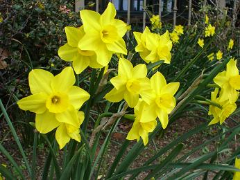 Daffodils from Mandy. 