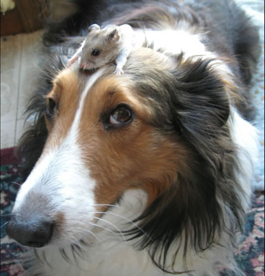 Vivi being very photogenic, sporting her new little friend on her head