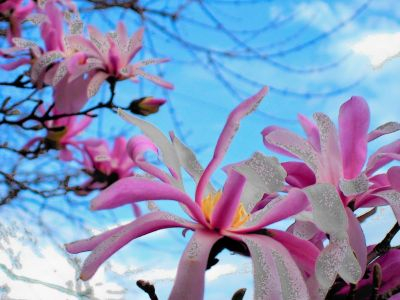 April 19, 2009: magnolia blooms in Montana