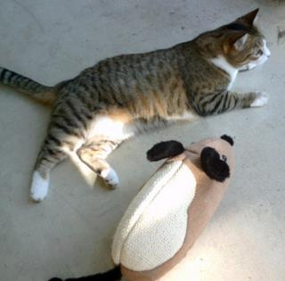 This is my kitty with her big, fat, scratching "mouse".