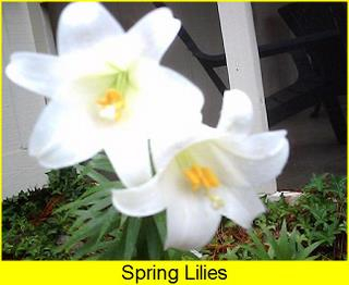 Rain drenched lilies (5/09) outside my back door.