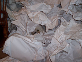 Playing in a pile of papers