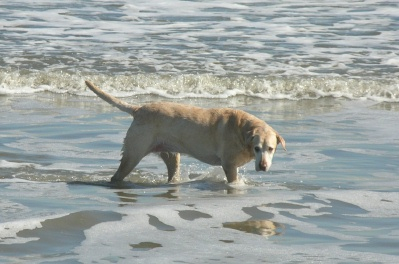 What a beautiful beach baby!