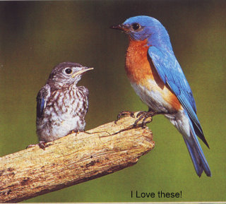 A bluebird for my in & out.