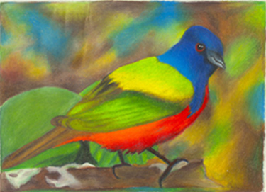 A beautiful bird done in colored pencil