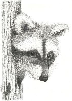 Stippled Raccoon