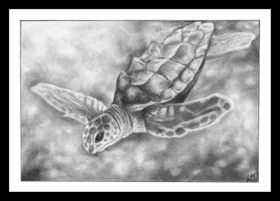Tryptik 3rd Pic Turtle Swimming Away
