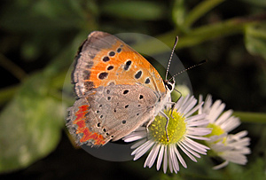 A beautiful butterfly.