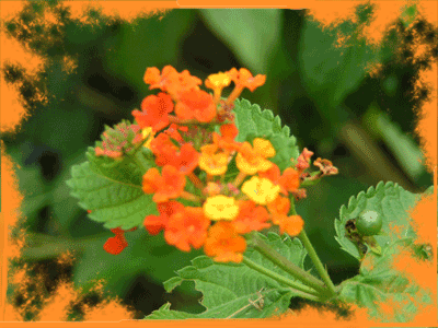 Orange Burst Flower cNote