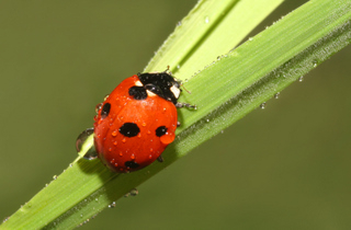 A ladybug for my guest book.