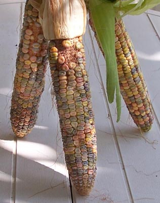 The way NA grew corn, beans & squash before the white men arrived.