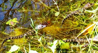 Mama Gator