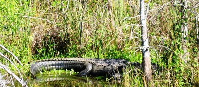 Mama Gator