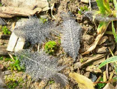 Feathers in the morning dew