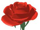 Image of Red Rose