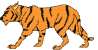 Animated Tiger