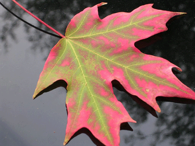 Autumn Leaf