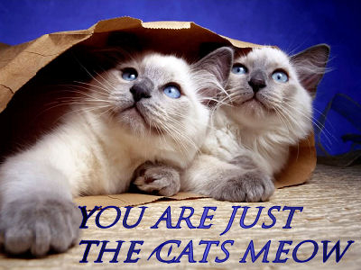 Cat's Meow cNote 