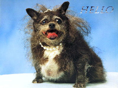 Hello Doggy cNote