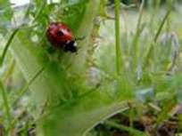 The ladybug on a bush.