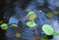 A dragonfly precariously on a lilypad.