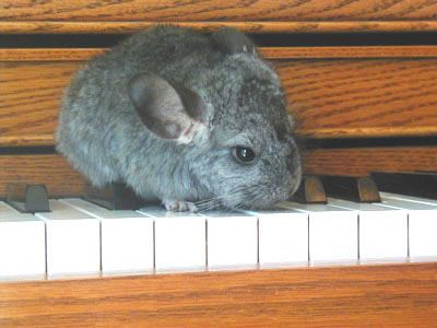 my baby chinchilla chill'in on the ivory's 