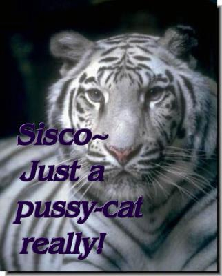 Sisco White Tiger