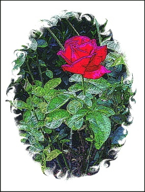 A Red Rose and Thorns