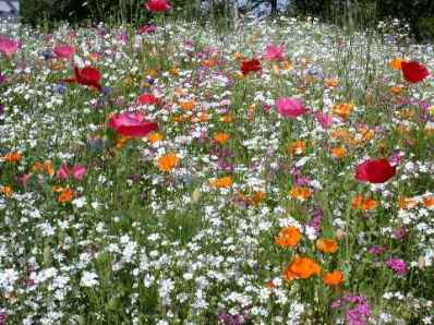 Wildflowers