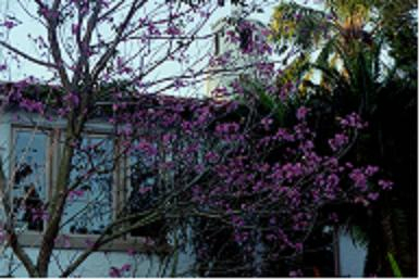 This is a photograph of a Jacaranda:   profound declaration of Spring.