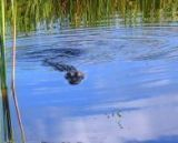 visitor while fishing