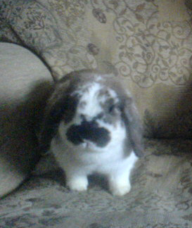 Isla the Rabbit.