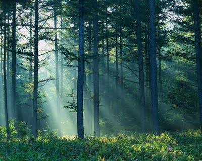 Morning Forest