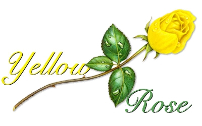 yellow rose 